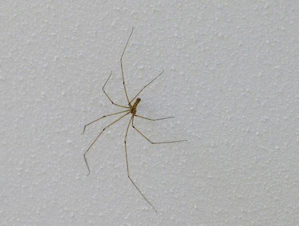 蜘蛛有多少条腿
