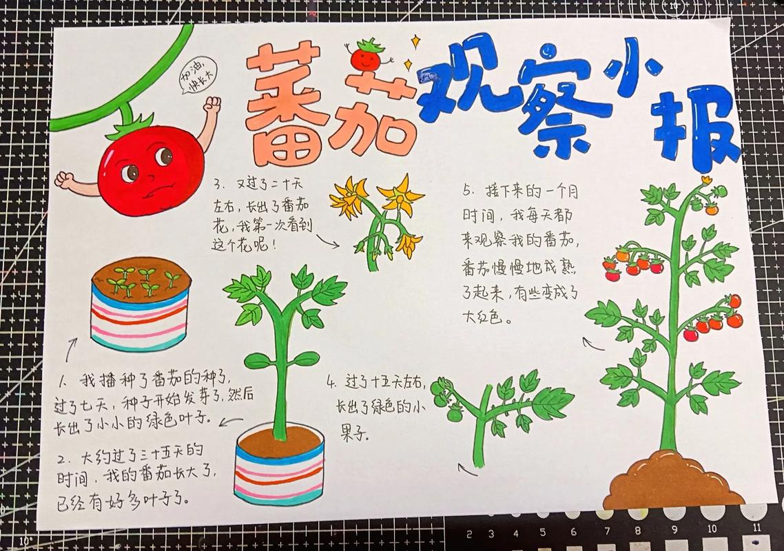 西红柿的生长过程观察日记